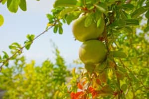 Foto van Villa in Benitachell Cumbre del Sol – afbeelding 36