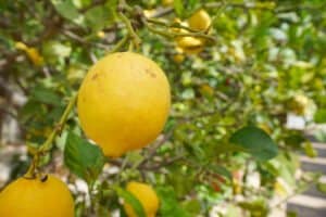 Foto van Villa in Benitachell Cumbre del Sol – afbeelding 37