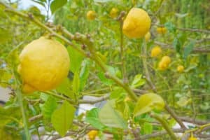 Foto van Villa in Benitachell Cumbre del Sol – afbeelding 38