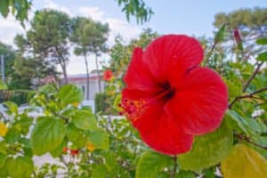 Foto van Villa in Denia Las Rotas – afbeelding 48