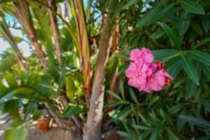 Foto van Villa in Javea Costa Nova – afbeelding 34