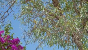 Foto van Villa in Javea Tarraula – afbeelding 66