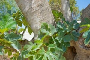 Foto van Villa in Javea Tarraula – afbeelding 76