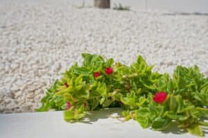 Foto van Villa in Moraira Benimeit – afbeelding 48