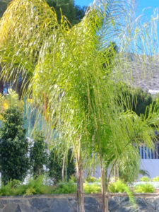 Foto van Villa in Altea La Vella – afbeelding 37