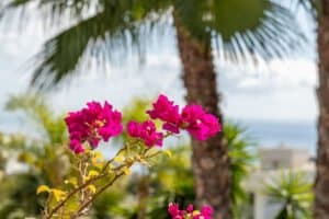 Foto van Villa in Benissa Raco de Galeno – afbeelding 29