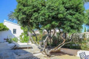 Foto van Villa in Jesús Pobre – afbeelding 41