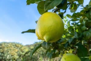 Foto van Villa in Lliber – afbeelding 35