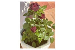 Foto van Villa in Moraira Benimeit – afbeelding 31