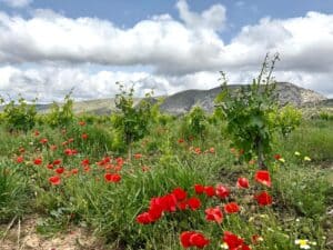 Foto van Finca in Teulada – afbeelding 36
