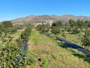 Foto van Villa in Benidoleig – afbeelding 18