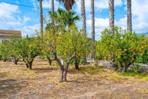 Foto van Finca in La Nucia – afbeelding 32