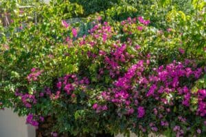 Foto van Villa in Jávea TOSALET – afbeelding 42